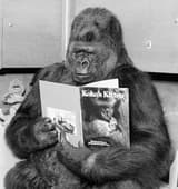 Dash gorillapresscomics OnlyFans