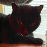 Mama Muru xoblackkittyxo OnlyFans