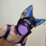 CometThePuppy cometpuppy OnlyFans