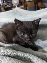 Earp Kittens fosterkittens OnlyFans